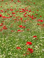 Coquelicots (prise a Millery, Rhone)(3)